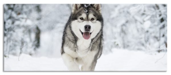 Sibirischer Husky im Winterwald, Glasbild Panorama Jetzt online
