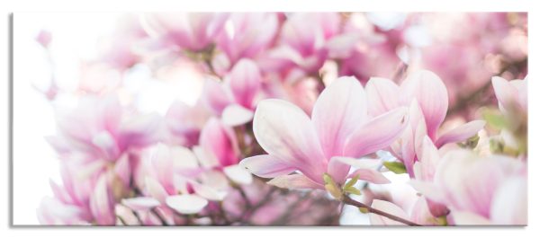Nahaufnahme blühender Magnolienbaum, Glasbild Panorama Angebot