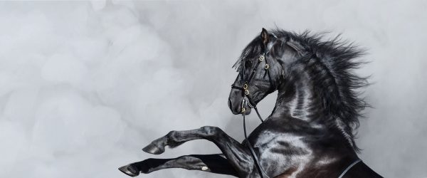 Schwarzes Pferd steigt im weißen Nebel, Glasbild Panorama Rabatt – Bild 5