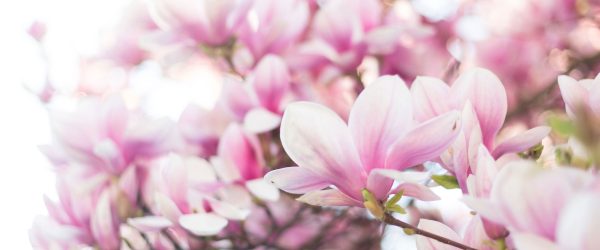 Nahaufnahme blühender Magnolienbaum, Glasbild Panorama Angebot – Bild 5