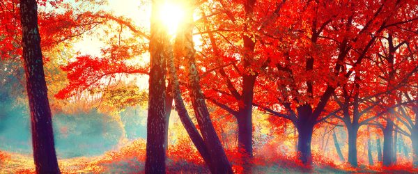 Bunte Herbstbäume sonnenbestrahlt, Glasbild Panorama Online-Schn?ppchen – Bild 5