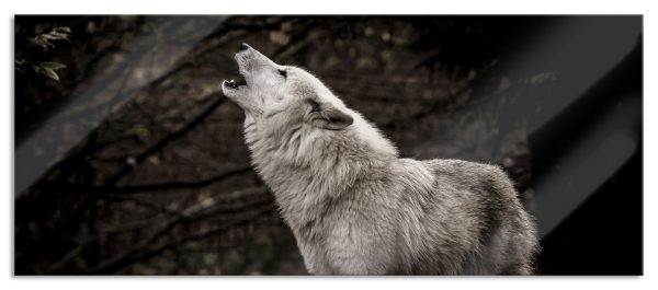 Weißer heulender Wolf im Wald, Glasbild Panorama Zu verkaufen