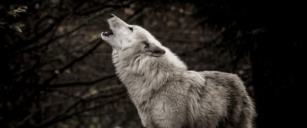 Weißer heulender Wolf im Wald, Glasbild Panorama Zu verkaufen – Bild 5