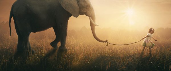 Kind und Elefant bei Sonnenuntergang, Glasbild Panorama Rabatt – Bild 5