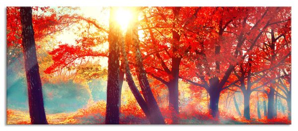 Bunte Herbstbäume sonnenbestrahlt, Glasbild Panorama Online-Schn?ppchen